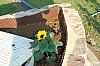 306 Erstes Bluemchen im Hochbeet.JPG 306 Erstes Bluemchen im Hochbeet.JPG
